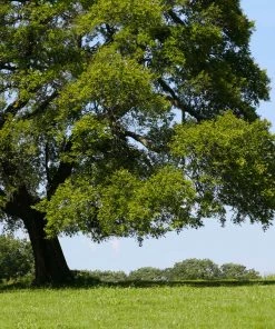 Fast Growing Trees American Elm Tree Elm Trees