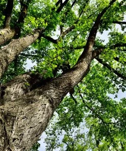 Fast Growing Trees American Elm Tree Elm Trees