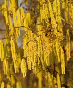 Fast Growing Trees American Hazelnut Filbert Nut Trees