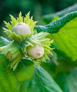 Fast Growing Trees American Hazelnut Filbert Nut Trees