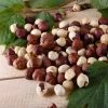 Fast Growing Trees American Hazelnut Filbert Nut Trees 1 Fast Growing Trees American Hazelnut Filbert Nut Trees
