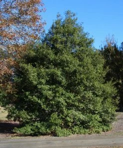 Fast Growing Trees Holly Trees Greenleaf American Holly Shrub