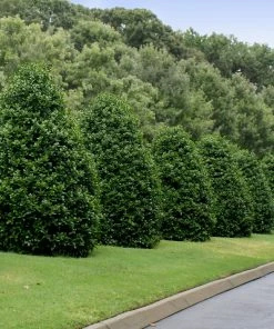 Fast Growing Trees Holly Trees Greenleaf American Holly Shrub