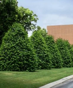 Fast Growing Trees Holly Trees Greenleaf American Holly Shrub