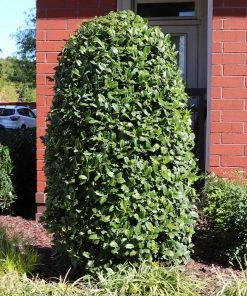Fast Growing Trees Holly Trees Greenleaf American Holly Shrub