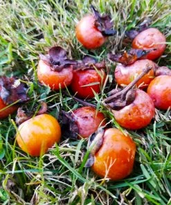 Fast Growing Trees American Persimmon Tree Persimmon Trees