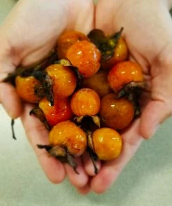 Fast Growing Trees American Persimmon Tree Persimmon Trees