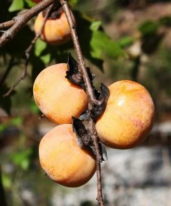 Fast Growing Trees American Persimmon Tree Persimmon Trees