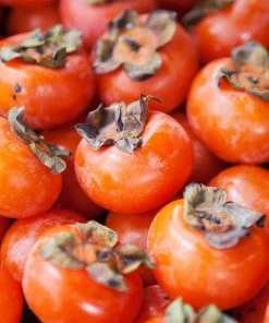 Fast Growing Trees American Persimmon Tree Persimmon Trees