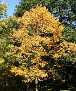 Fast Growing Trees American Persimmon Tree Persimmon Trees