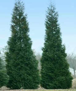 Fast Growing Trees Full Speed A Hedge® American Pillar Arborvitae Arborvitae Trees 11 Fast Growing Trees Full Speed A Hedge® American Pillar Arborvitae Arborvitae Trees