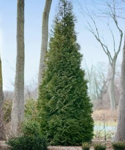 Fast Growing Trees Full Speed A Hedge® American Pillar Arborvitae Arborvitae Trees 12 Fast Growing Trees Full Speed A Hedge® American Pillar Arborvitae Arborvitae Trees