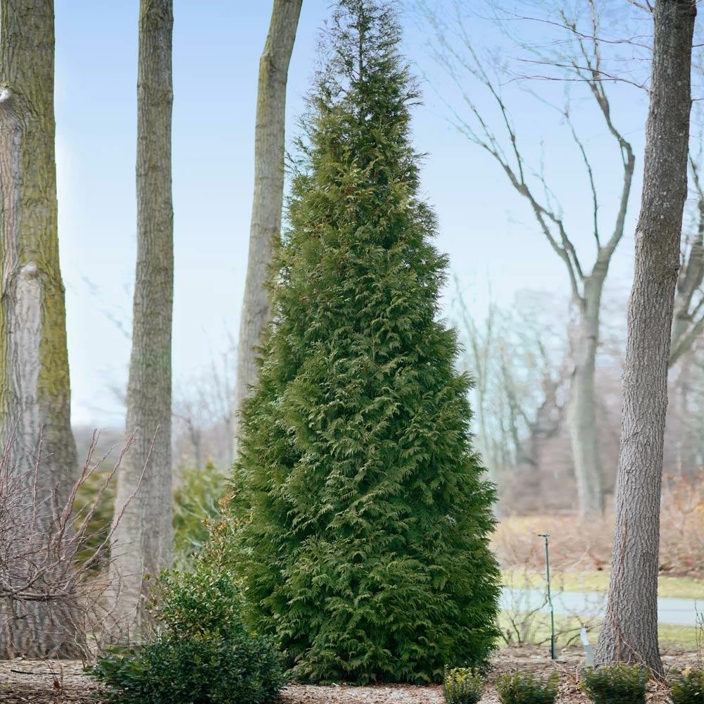 Fast Growing Trees Full Speed A Hedge® American Pillar Arborvitae Arborvitae Trees 6 Fast Growing Trees Full Speed A Hedge® American Pillar Arborvitae Arborvitae Trees