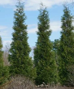 Fast Growing Trees Full Speed A Hedge® American Pillar Arborvitae Arborvitae Trees 13 Fast Growing Trees Full Speed A Hedge® American Pillar Arborvitae Arborvitae Trees