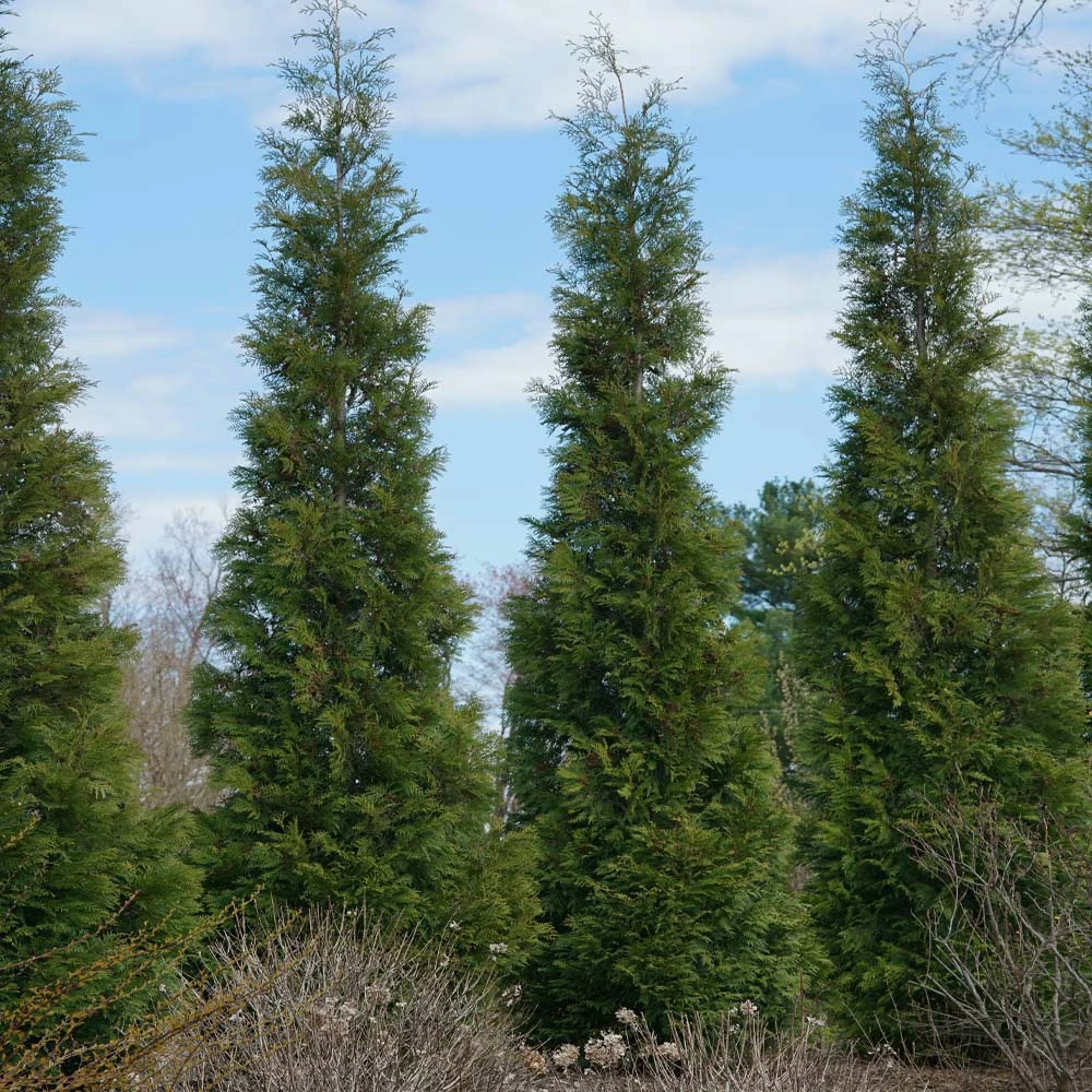 Fast Growing Trees Full Speed A Hedge® American Pillar Arborvitae Arborvitae Trees 7 Fast Growing Trees Full Speed A Hedge® American Pillar Arborvitae Arborvitae Trees