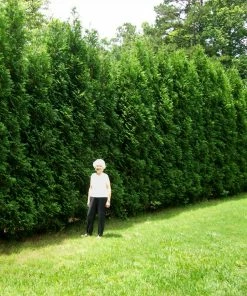 Fast Growing Trees Full Speed A Hedge® American Pillar Arborvitae Arborvitae Trees