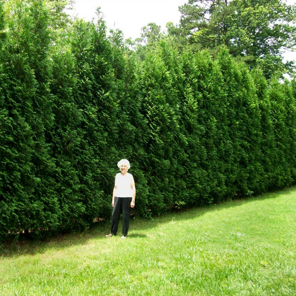 Fast Growing Trees Full Speed A Hedge® American Pillar Arborvitae Arborvitae Trees 4 Fast Growing Trees Full Speed A Hedge® American Pillar Arborvitae Arborvitae Trees