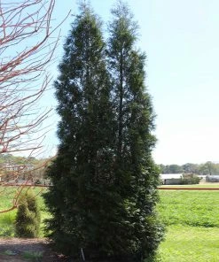 Fast Growing Trees Full Speed A Hedge® American Pillar Arborvitae Arborvitae Trees 14 Fast Growing Trees Full Speed A Hedge® American Pillar Arborvitae Arborvitae Trees