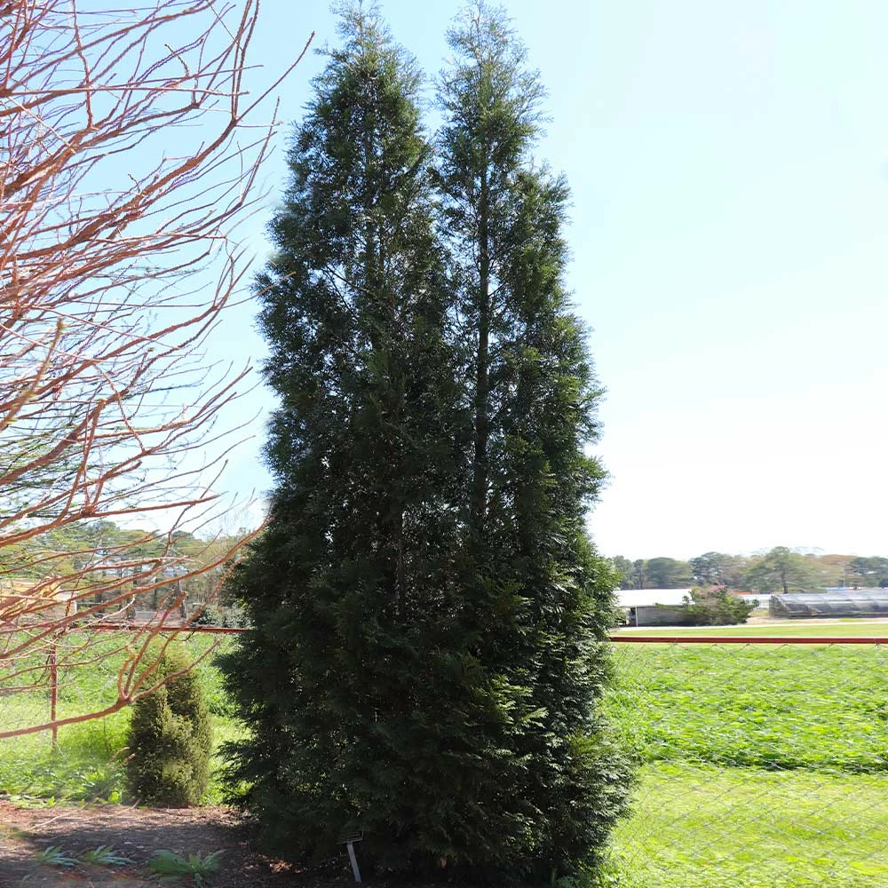Fast Growing Trees Full Speed A Hedge® American Pillar Arborvitae Arborvitae Trees 8 Fast Growing Trees Full Speed A Hedge® American Pillar Arborvitae Arborvitae Trees
