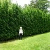 Fast Growing Trees Full Speed A Hedge® American Pillar Arborvitae Arborvitae Trees