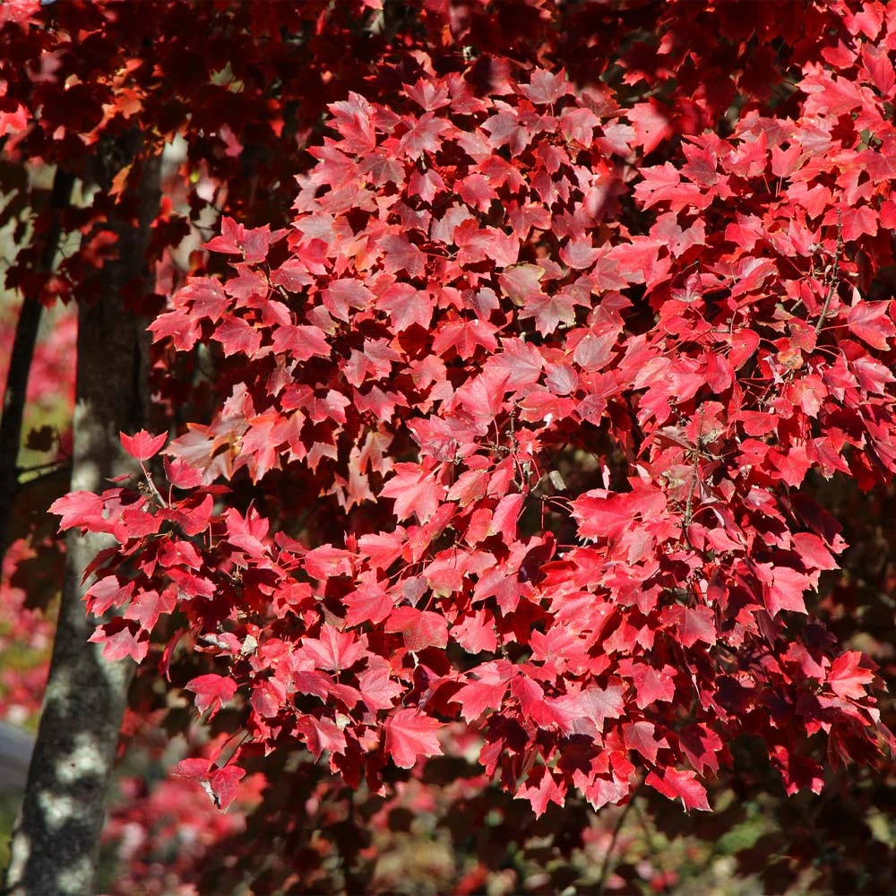 Fast Growing Trees American Red Maple Tree 5 Fast Growing Trees American Red Maple Tree