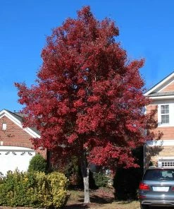 Fast Growing Trees American Red Maple Tree