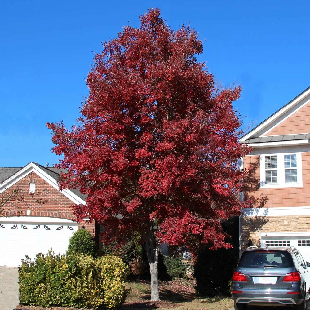 Fast Growing Trees American Red Maple Tree 4 Fast Growing Trees American Red Maple Tree