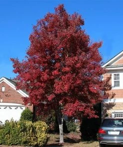 Fast Growing Trees American Red Maple Tree