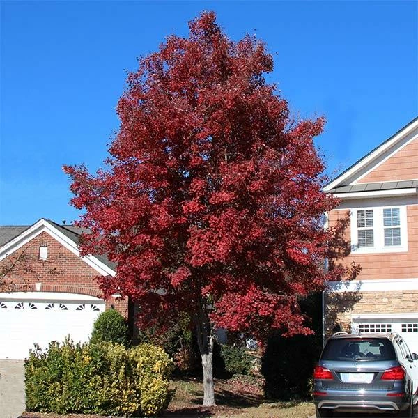 Fast Growing Trees American Red Maple Tree 3 Fast Growing Trees American Red Maple Tree