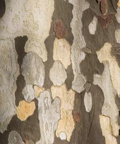 Fast Growing Trees American Sycamore Tree See All Shade Trees 11 Fast Growing Trees American Sycamore Tree See All Shade Trees