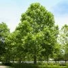 Fast Growing Trees American Sycamore Tree See All Shade Trees
