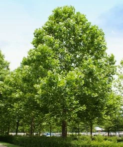 Fast Growing Trees American Sycamore Tree See All Shade Trees