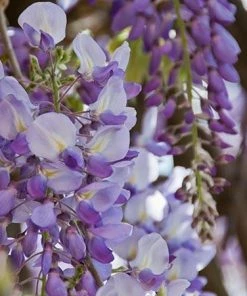 Fast Growing Trees See All Shrubs & Hedges Amethyst Falls Wisteria Vine 7 Fast Growing Trees See All Shrubs & Hedges Amethyst Falls Wisteria Vine