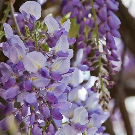 Fast Growing Trees See All Shrubs & Hedges Amethyst Falls Wisteria Vine 5 Fast Growing Trees See All Shrubs & Hedges Amethyst Falls Wisteria Vine
