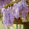Fast Growing Trees See All Shrubs & Hedges Amethyst Falls Wisteria Vine