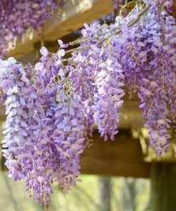 Fast Growing Trees See All Shrubs & Hedges Amethyst Falls Wisteria Vine