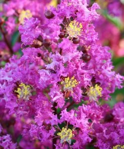 Fast Growing Trees Amethyst King™ Emerald Empire® Crape Myrtle Tree Crape Myrtles