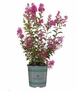 Fast Growing Trees Amethyst King™ Emerald Empire® Crape Myrtle Tree Crape Myrtles