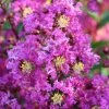 Fast Growing Trees Amethyst King™ Emerald Empire® Crape Myrtle Tree Crape Myrtles