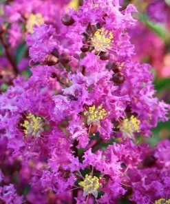 Fast Growing Trees Amethyst King™ Emerald Empire® Crape Myrtle Tree Crape Myrtles