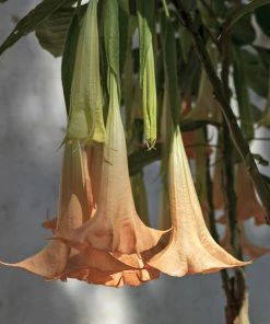 Fast Growing Trees Peach Angel Trumpet See All Flowering Trees