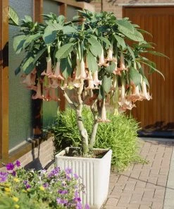 Fast Growing Trees Peach Angel Trumpet See All Flowering Trees