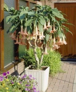 Fast Growing Trees Peach Angel Trumpet See All Flowering Trees