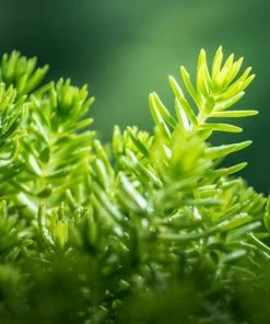 Fast Growing Trees Angelina Sedum Plant See All Shrubs & Hedges 9 Fast Growing Trees Angelina Sedum Plant See All Shrubs & Hedges