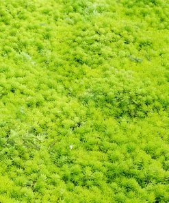 Fast Growing Trees Angelina Sedum Plant See All Shrubs & Hedges 8 Fast Growing Trees Angelina Sedum Plant See All Shrubs & Hedges