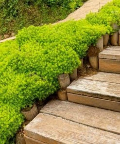 Fast Growing Trees Angelina Sedum Plant See All Shrubs & Hedges