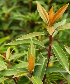 Fast Growing Trees Anise Tree See All Shrubs & Hedges