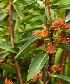 Fast Growing Trees Anise Tree See All Shrubs & Hedges