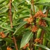 Fast Growing Trees Anise Tree See All Shrubs & Hedges