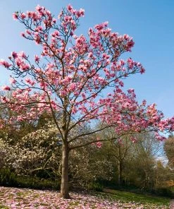 Fast Growing Trees Ann Magnolia